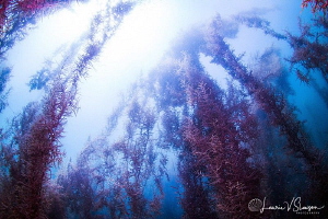 Sargasso at San Nicolas/Photographed with a Tokina 10-17 ... by Laurie Slawson 